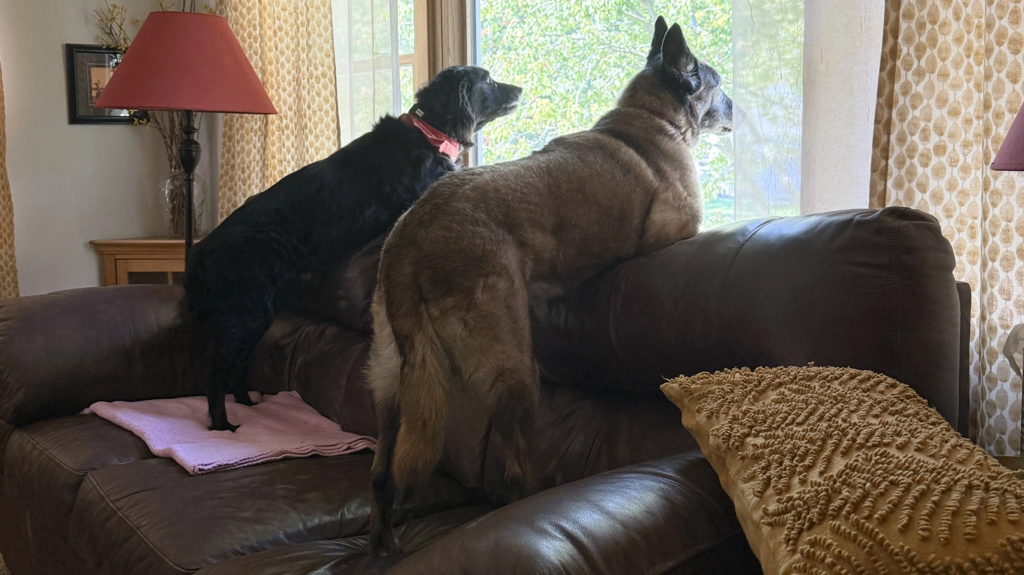 What My Dog Taught Me About Minneapolis